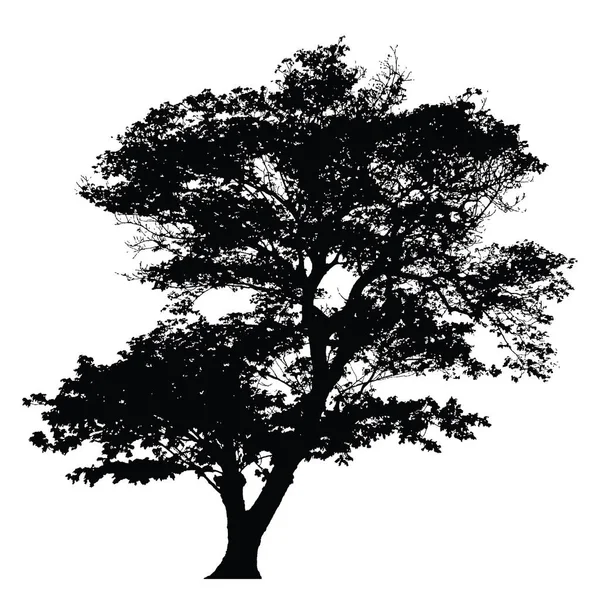 Silhouette albero su sfondo bianco — Vettoriale Stock