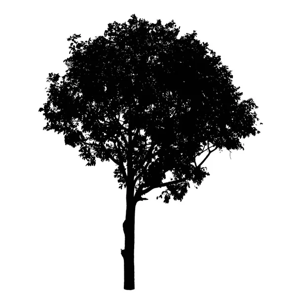 Silueta de árbol sobre fondo blanco — Vector de stock