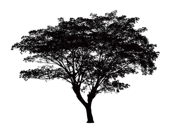 Träd silhouette: Samanea saman — Stock vektor