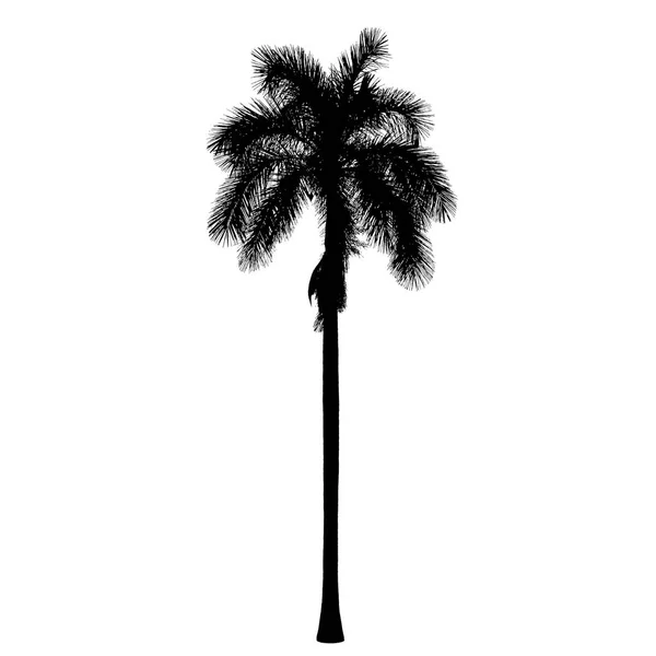 Old royal palm silueta — Stockový vektor