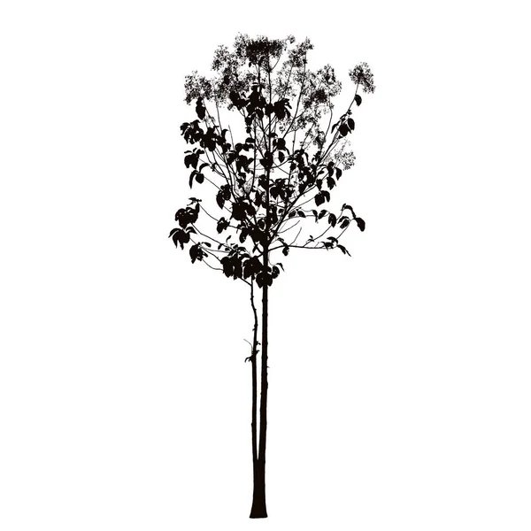 Tree blossom silhouette: vektor — Stock vektor