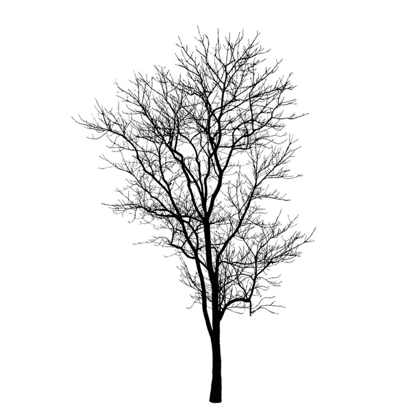 Árbol en silueta de invierno: detallado — Archivo Imágenes Vectoriales