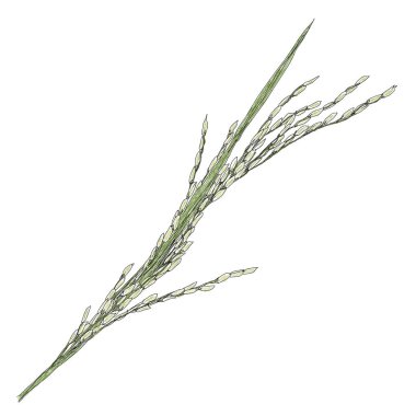 Pirinç bitki vektör çizim el çekilmiş