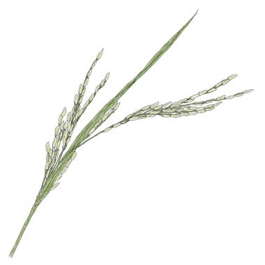 Pirinç bitki vektör çizim el çekilmiş