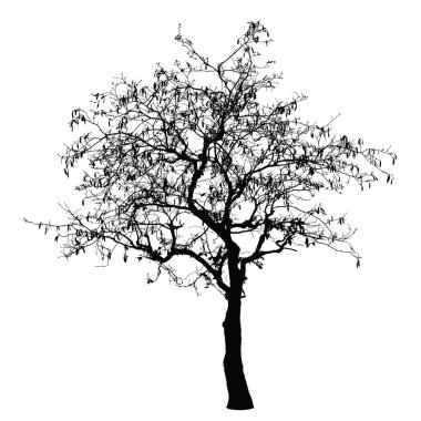 Ağaç siluet: detaylı vektör