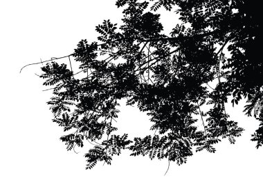 Ağaç ve dal siluet: ayrıntılı vektör çizim