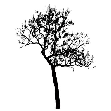 Beyaz arkaplanda ağaç silueti 
