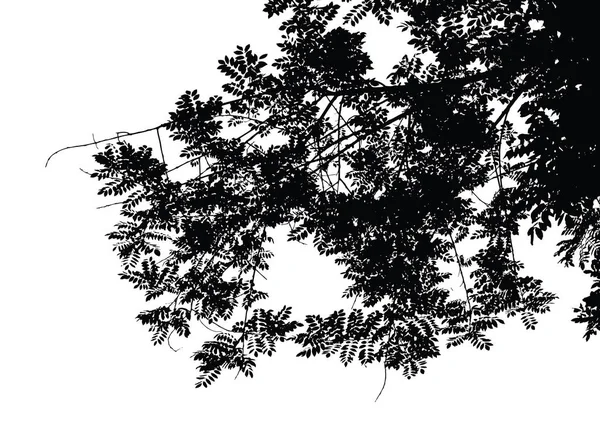 Ağaç ve dal siluet: ayrıntılı vektör çizim