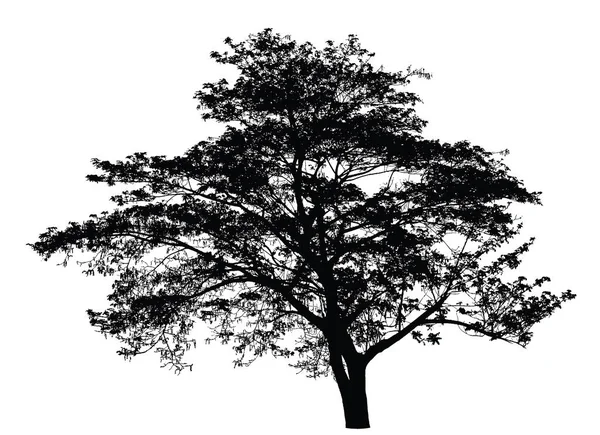 Wielkie drzewo sylwetka: wektor — Wektor stockowy