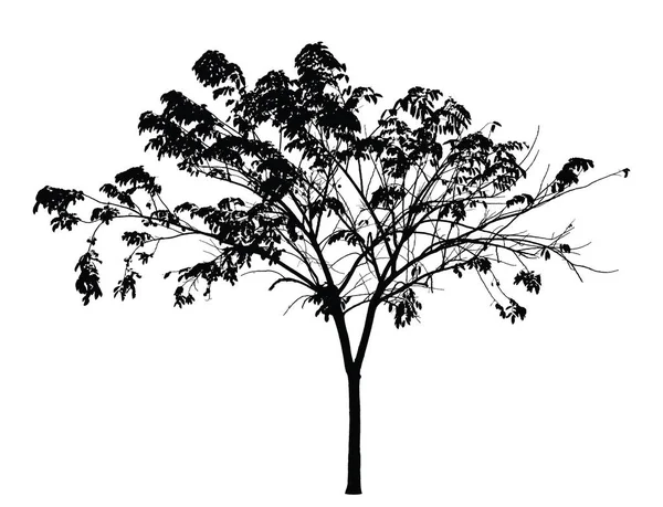 Tree siluett på vit bakgrund: vektor — Stock vektor