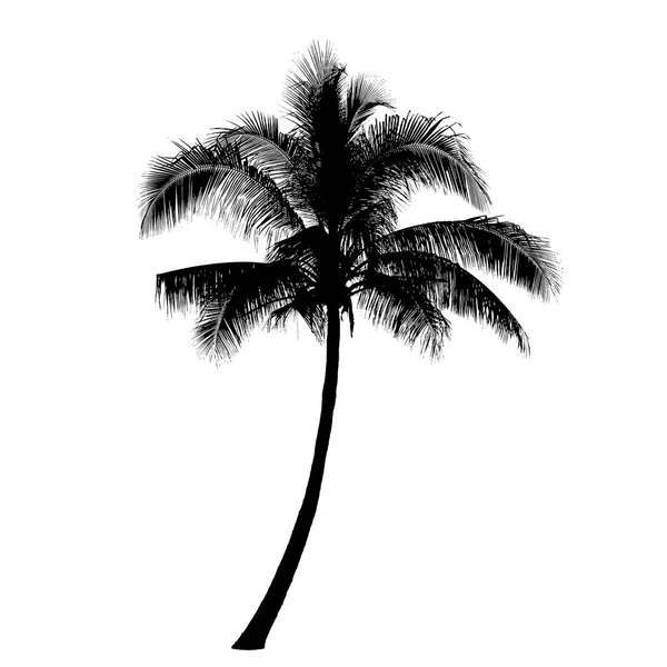 ココナッツ、ヤシの木のシルエット: ベクトル — ストックベクタ