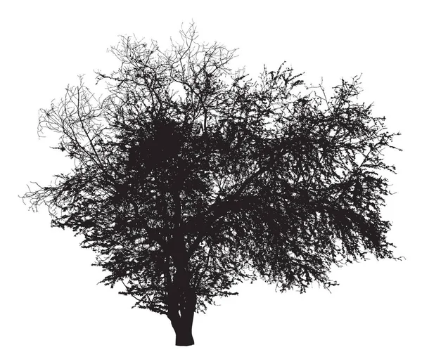 Tree silhouette : Ziziphus mauritiana — Stock Vector