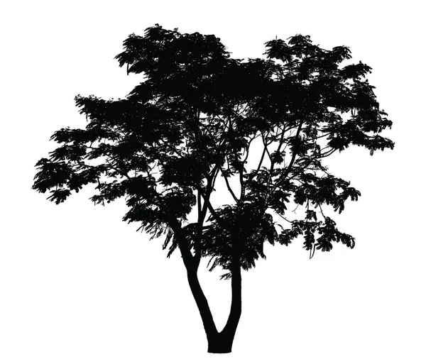 Tree silhouette : Caesalpinia pulcherrima — Stock Vector