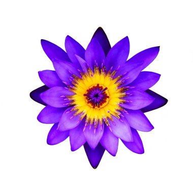 Beyaz bir arka plan üzerinde mor lotus çiçeği: Top görünümü 