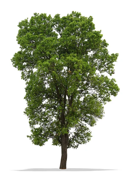 Árbol aislado sobre fondo blanco — Foto de Stock