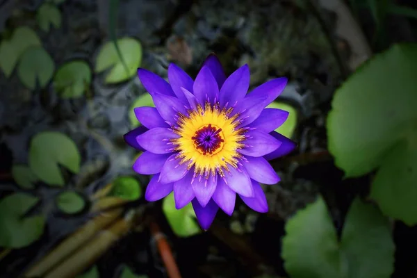 Menekşe lotus çiçek açan kapatın — Stok fotoğraf