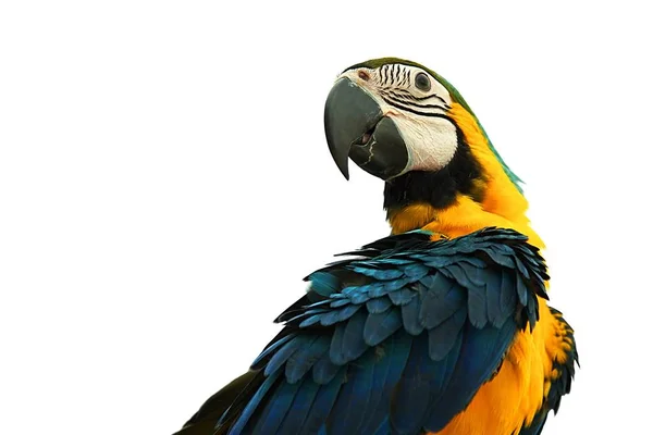 Macaw Papuga odizolowana na białym tle — Zdjęcie stockowe