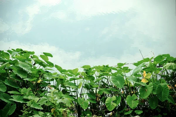 Lotus rybník a odrazem oblohy — Stock fotografie