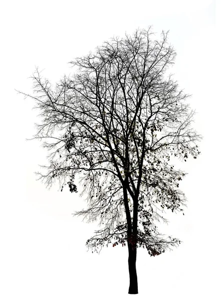 Silueta de árboles aislados en blanco —  Fotos de Stock