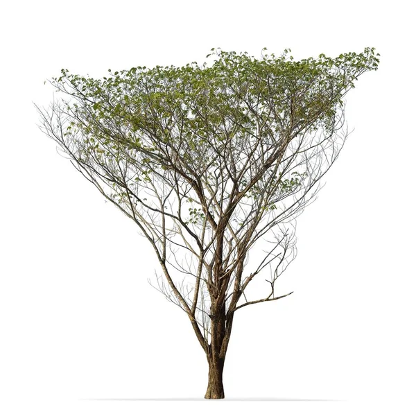 Árbol aislado sobre fondo blanco —  Fotos de Stock