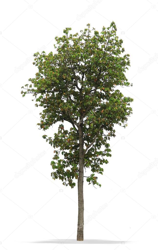 Tree isolated on white background