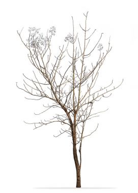 Ağaç üzerinde beyaz izole kış 