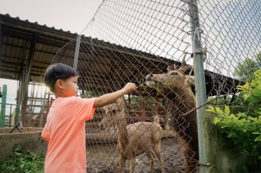 küçük çocuk çiftliği geyik besleme 