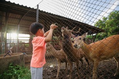 Küçük çocuk geyikler çiftliğinde besleme 