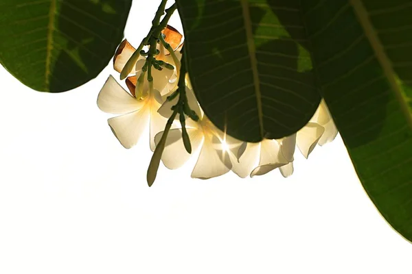Flores tropicales frangipani (plumeria) silueta en blanco — Foto de Stock
