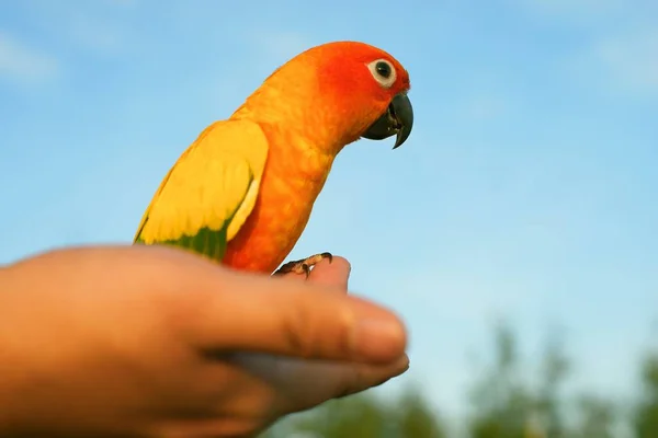 Bliska papuga, Sun Conure pod ręką — Zdjęcie stockowe