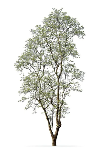 Árbol alto aislado en blanco —  Fotos de Stock