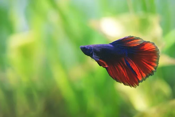 Halfmoon Siamese fighting fishes on green background — Stock Photo, Image