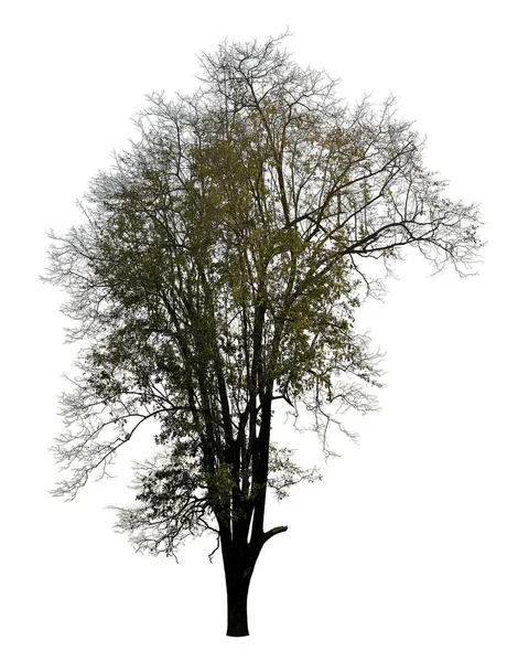 Силуэт без листьев на белом дереве — стоковое фото