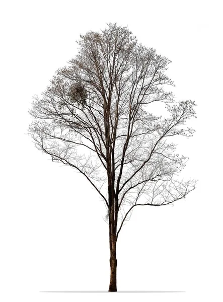 Árbol de invierno foto aislada en blanco —  Fotos de Stock