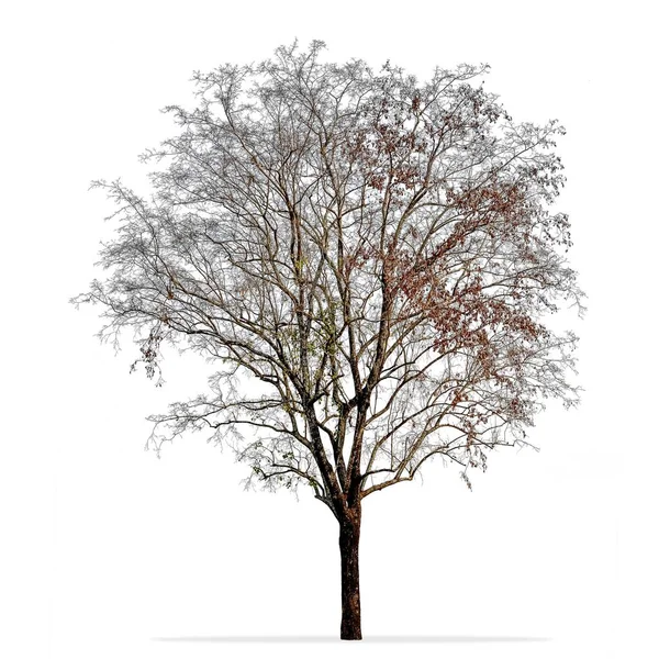 Photo d'arbre sans feuilles isolée sur blanc — Photo