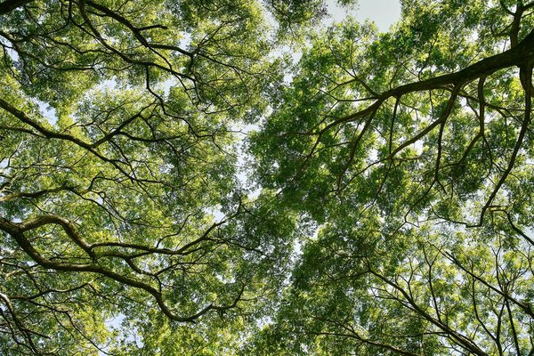 Photo low angle view of branches green leaves 
