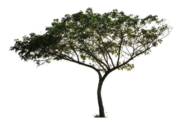 Sílhueta de ramos de árvore isolada em branco — Fotografia de Stock