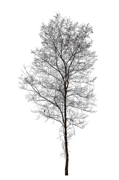Téli fa elszigetelt fehér background — Stock Fotó