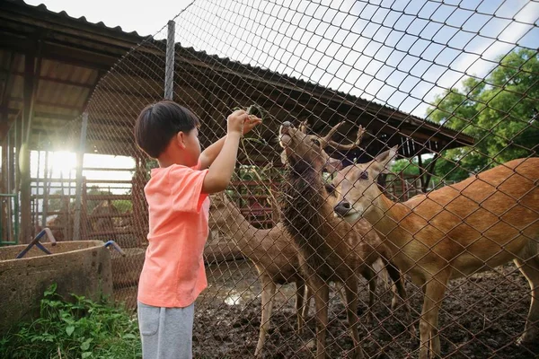 Küçük çocuk geyikler çiftliğinde besleme 