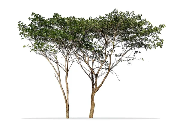 Duas árvores isoladas em branco — Fotografia de Stock
