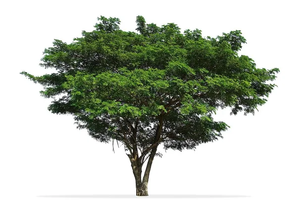 Árbol aislado sobre fondo blanco —  Fotos de Stock