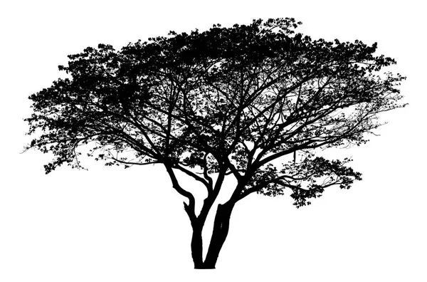 Silhouette d'arbre - vecteur détaillé — Image vectorielle