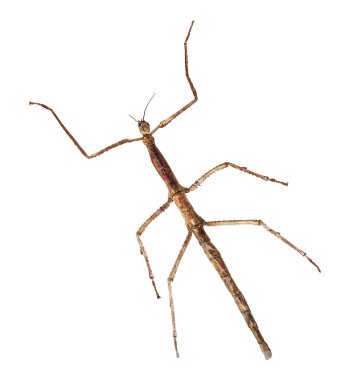 Tenodera Pinapavonis beyaz arka plan üzerinde izole