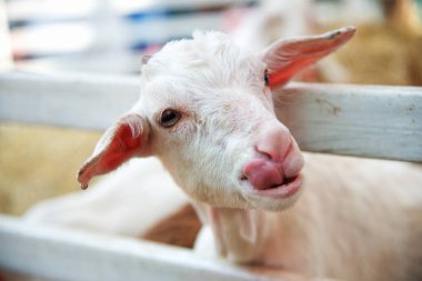 Genç beyaz bir çit keçi: yakın