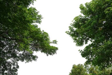 Yeşil Beyaz arka plan üzerinde izole bırakın: düşük açılı 