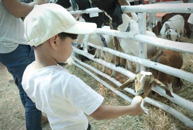 Küçük Asyalı çocuk süt ile bebek keçi biberon: yakın u