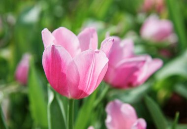 Bahar arka plan ile güzel Pembe Lale: yakın