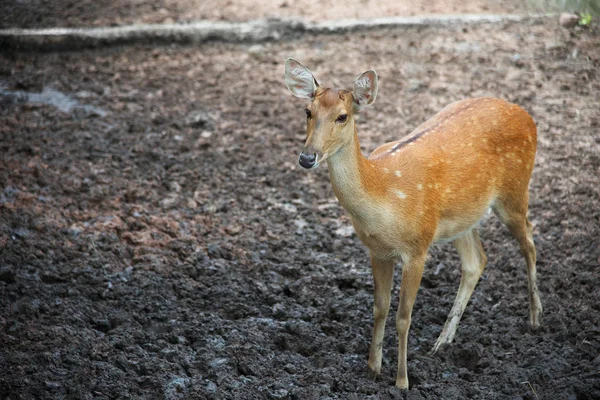 Sika deer standing on mud ground — Stock Photo, Image