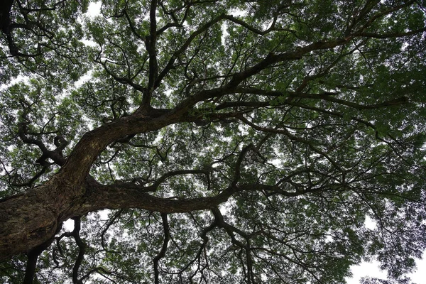 I skuggan av tropiska träd: Thailand — Stockfoto