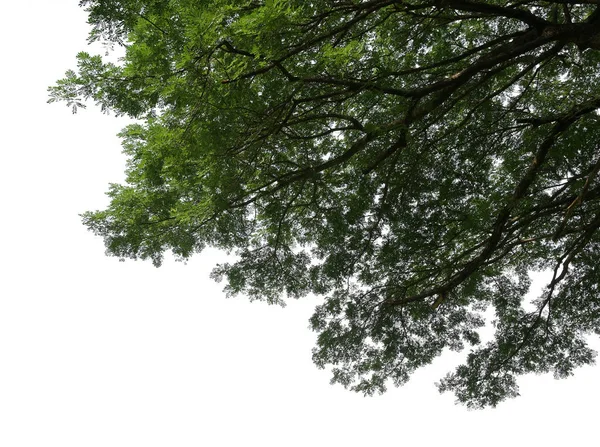 绿色叶子和树枝在白色背景下分离 — 图库照片